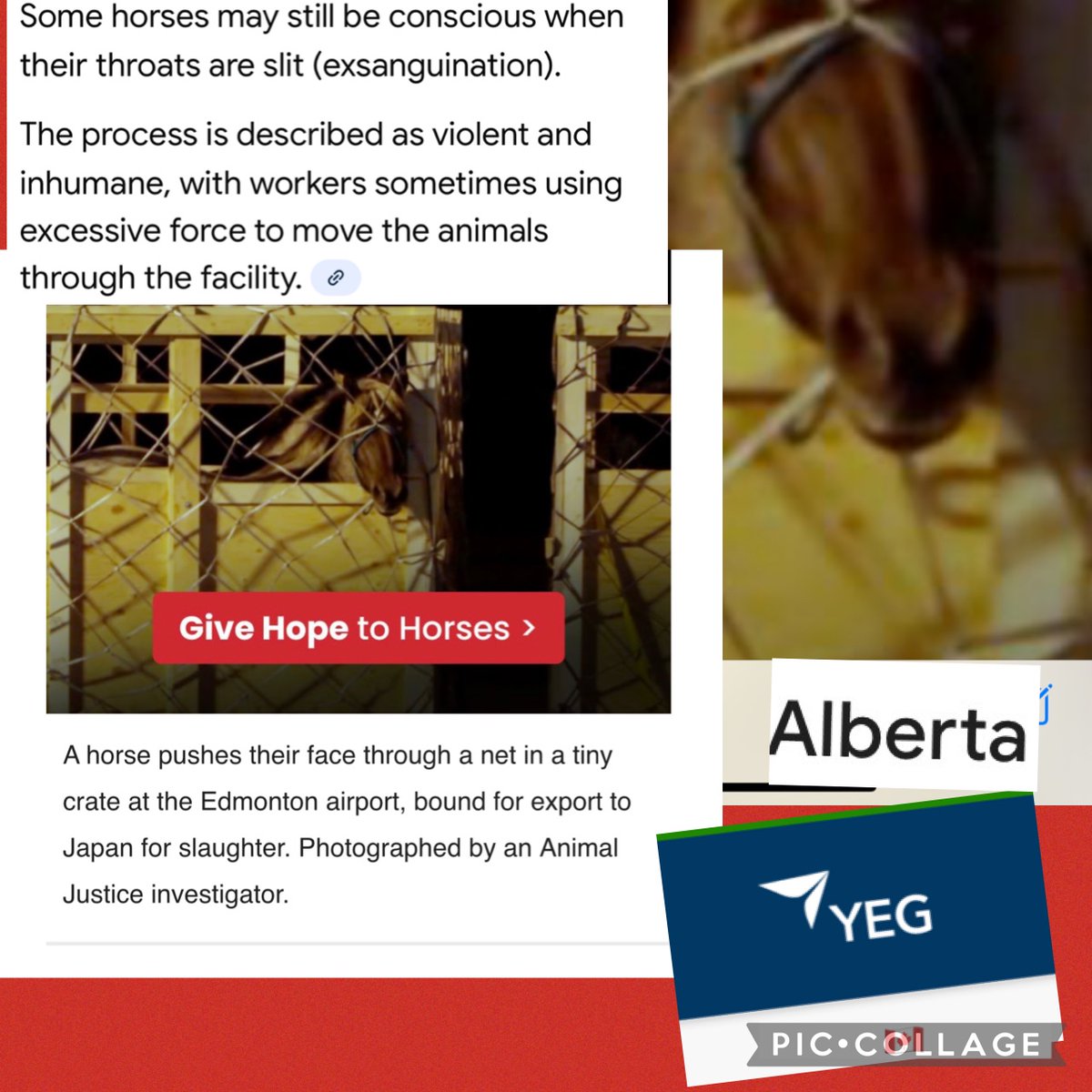 YvonneHooper20's tweet photo. @DaniMayakovski Don’t forget the HOW they get slaughtered.
Canada 🇨🇦 hellhole to horses 🐎 and zoo animals Edmonton. A ban was promised 7 years ago 🇺🇸 wild 🐎 end up on live export or zoo food, 🥶 in winter minus 30 no food water for over 28 hrs. Local gov @CityofEdmonton 
silent on this issue. https://t.co/4NruI69d34
