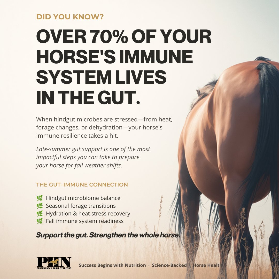 PHNEquine's tweet photo. Gut = 70% of the immune system 🧬 Heat + hay changes + dehydration = stressed microbes ⚠️ Late‑summer gut support sets horses up for a smoother fall 🍂💛 https://t.co/CK0OLxbY3P