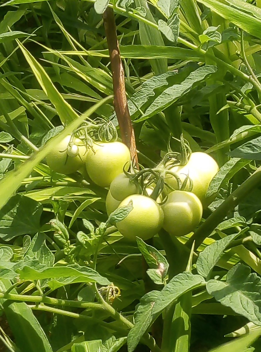 Majorrel's tweet photo. At this point in time, we need to invest more in personal gardening. It is the future. https://t.co/o4ygorWE6s