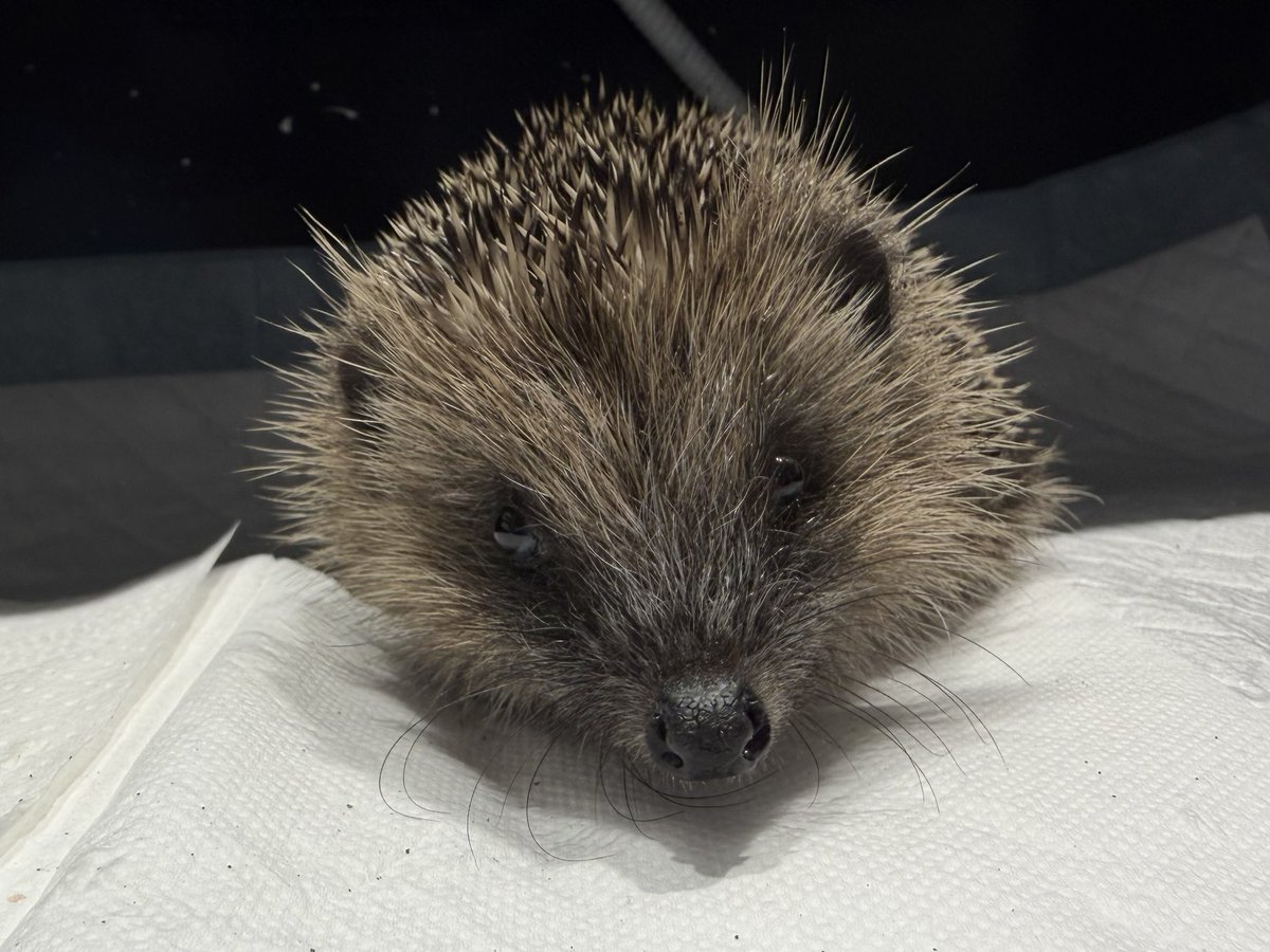 pricklelodge tweet picture