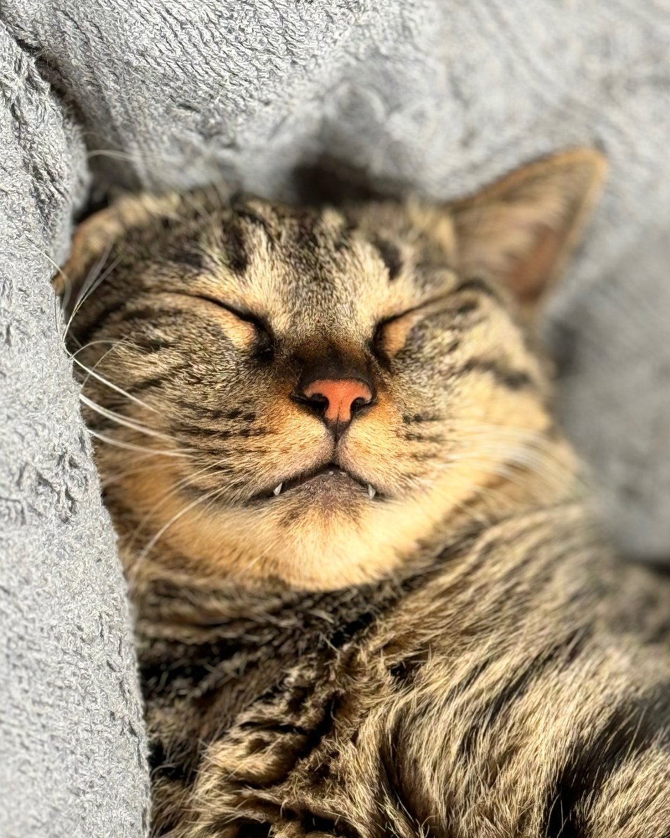 KatherineSchlo4's tweet photo. My cat curled up on my lap while I worked—suddenly, deadlines don’t feel so scary https://t.co/8HkMHLEKr0