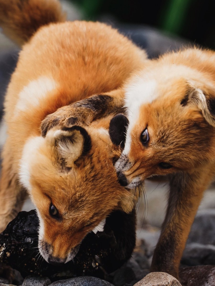 Animalsofwolf's tweet photo. https://t.co/OgvF0GVAbl