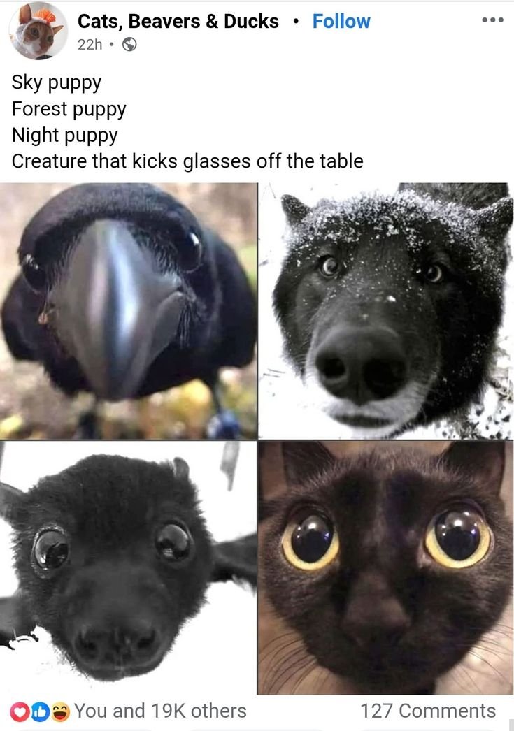 The_Regal_Raven tweet picture
