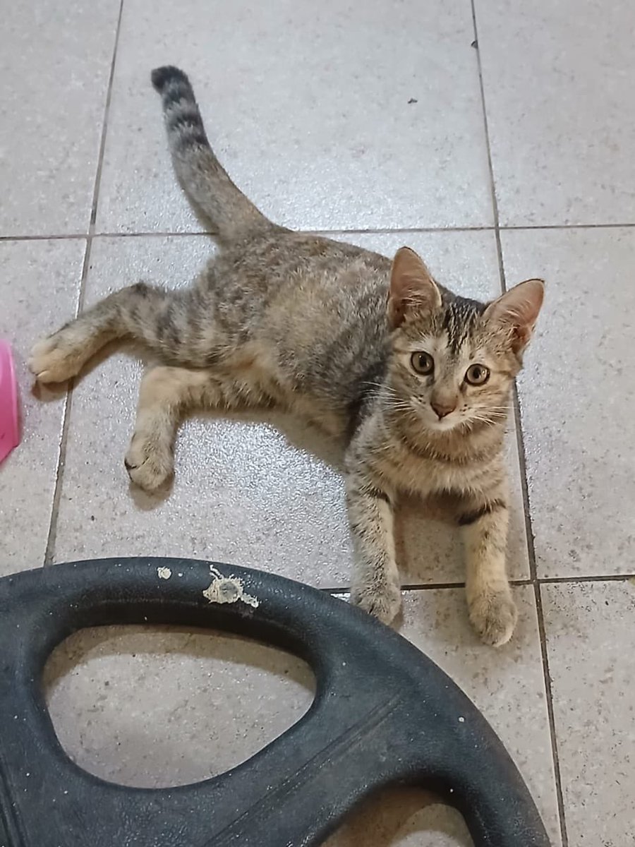 AlertaMePerdi's tweet photo. #PERDIDA #GUAYAQUIL
Nombre: #Princesa
Fecha: 2026-08-10
Sector: Norte, prosperina, Canchas la Z
Sexo: Hembra
Raza: Romana
Observación: Rayas
Contacto: 0992113390
¡Ayúdalo a volver con su familia!
#AlertaMePerdí https://t.co/8EItVq8LmN