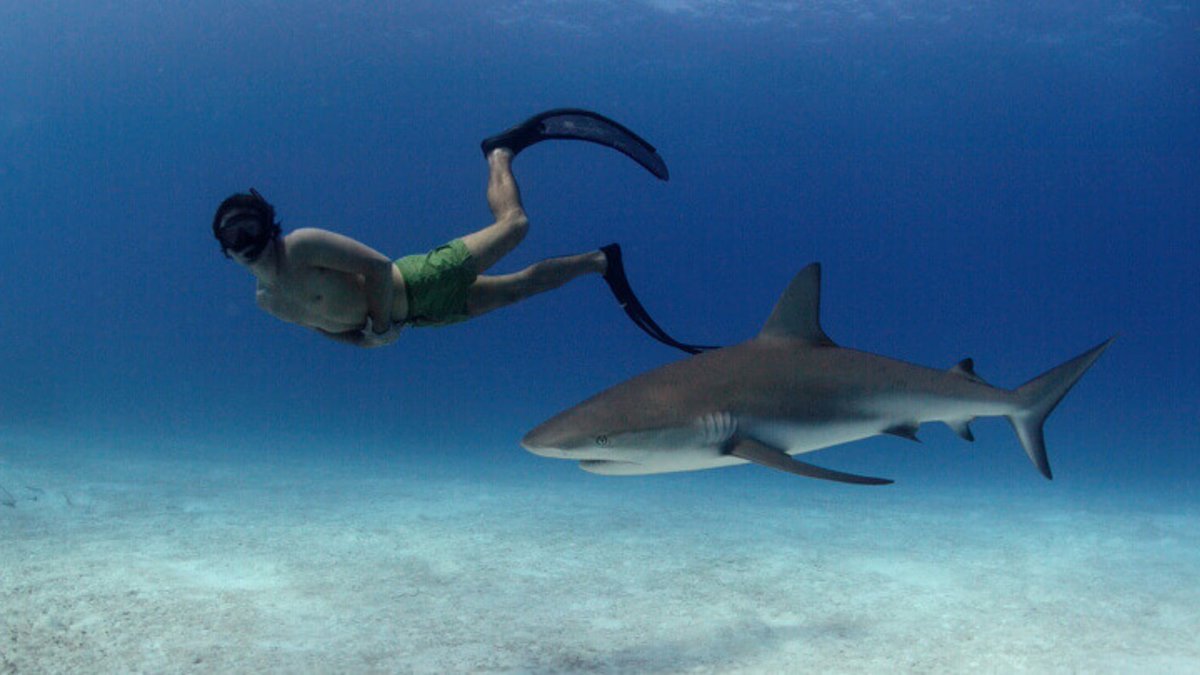 teamfinfree's tweet photo. Swipe to see Rob doing what Rob did best…. Swim and film the creatures he fought every day for… https://t.co/dpY3YcjArW