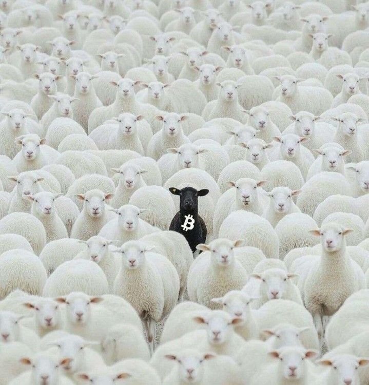 TretzC's tweet photo. Don’t follow the crowd. Follow the signal 
#Crypto #BitcoinCommunity #Trading https://t.co/0t55gqpJ9C