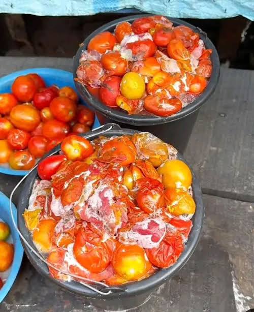 the_beardedsina's tweet photo. Please as you eat tomatoes, make sure your Tomatoes does not have those whitish moulds "see pic"

Don't even try to scrape that part or cut it away. Throw away. 

Those whitish things on the Tomatoes are Fungi and can cause Liver Cancer.

Avoid Ata Esha too. https://t.co/KE99Uthp2B