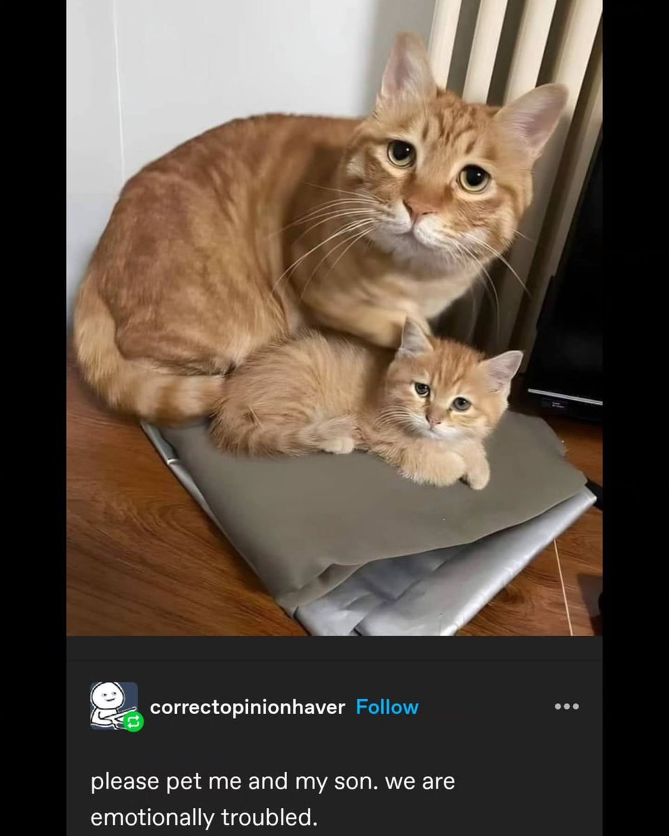 justasmolcat's tweet photo. https://t.co/GHTGw762sS