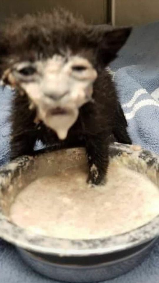 margrethesdiary's tweet photo. These two pictures are representative of my yin and yang, this is my true essence, this is who i have become, i feel like both of these constantly ebbing and flowing between them like a true enigma, mmm yes this is my true self https://t.co/YQMej3O7sF