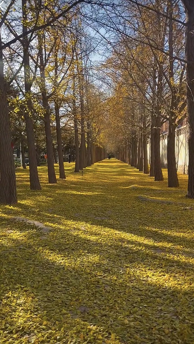 Tabtemps's tweet photo. [Blue sky, cool breeze, and golden leaves  Perfect fall afternoon walk!]， https://t.co/9BF13hDy60