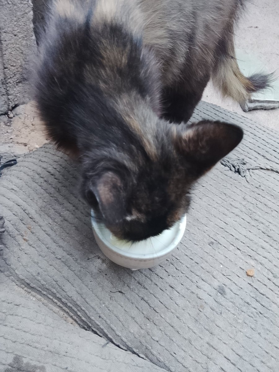 Nasreen90516's tweet photo. My cat Misho needs her special food 🥺🐱💔 Right now, I’m giving her some of my baby Wateen’s formula, but it’s not enough for her. I really need your help to provide food for Misho. 🙏🏻❤️https://t.co/SRYBB9cTbT https://t.co/HUcfQLU0Nt