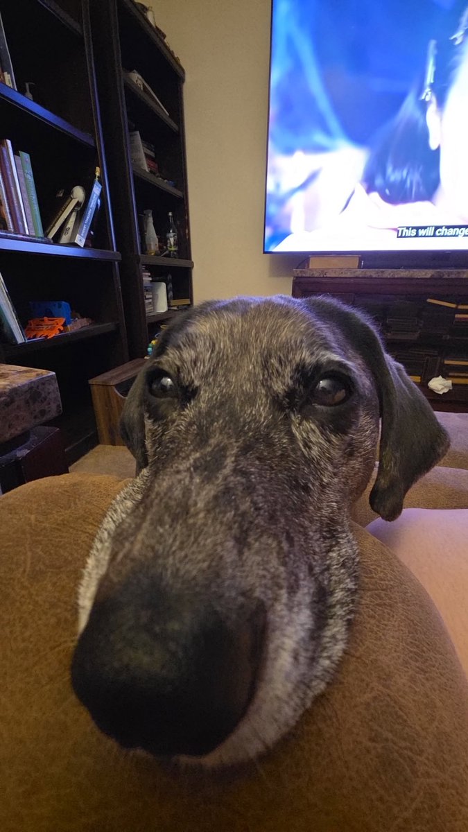 agentdumpling69's tweet photo. hiiiii! i'm shelby :)) i see other ppl doing these & i want more ppl to interact with

>i write poetry (pls ask to see it)
>kentucky, y'allternative af
>turnpike troubadours, mcr, ZB, tyler childers, brand new, polaris, 2000s rock, and PLENTY MORE. (send me music recs!!! i don't typically listen to much rap or pop)
>love UFC, animals (especially my pups), and yapping (show me your pets!!)
>usually watching weird YouTube videos (true crime & other morbid stuff, weather, paleoanthropology, psychology, etc)
>14 piercings & 1 tattoo (sadly)
>pharmacy tech
>basically a sarcastic & funny weird uncle (without the creepiness part)