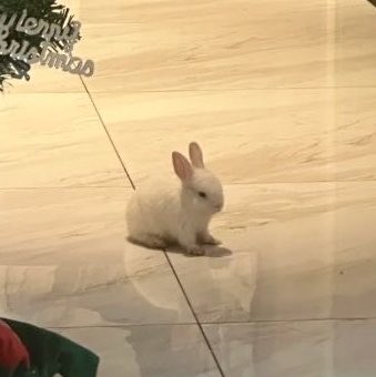bunizukus's tweet photo. baby bunny sits https://t.co/9mxjCnz0pR