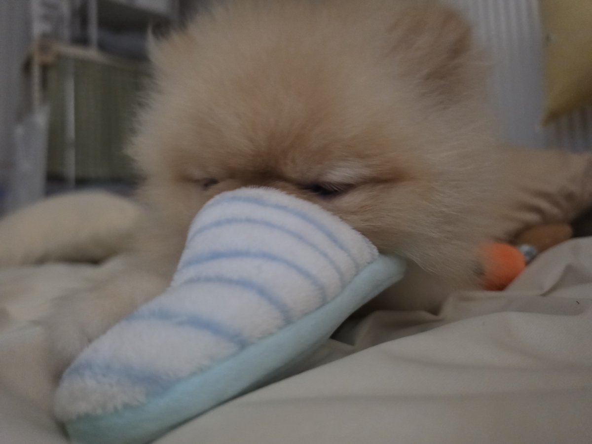 adorable_borry's tweet photo. 코끼리 츄는 코가 츄래

✔️ 2살 추정, 남아(중성화O), 3kg
✔️ 강아지o 고양이o 남자o
✔️ 사람, 먹을거 너무너무 좋아함
✔️ 패드에 배변 잘함! 실내마킹x(가끔 실수는 함)
✔️ 왼쪽 팔꿈치 >mri예정 / 뒷다리 슬개골탈구3기
#행동사츄이 #임시보호 https://t.co/IJ0UgCKEX7