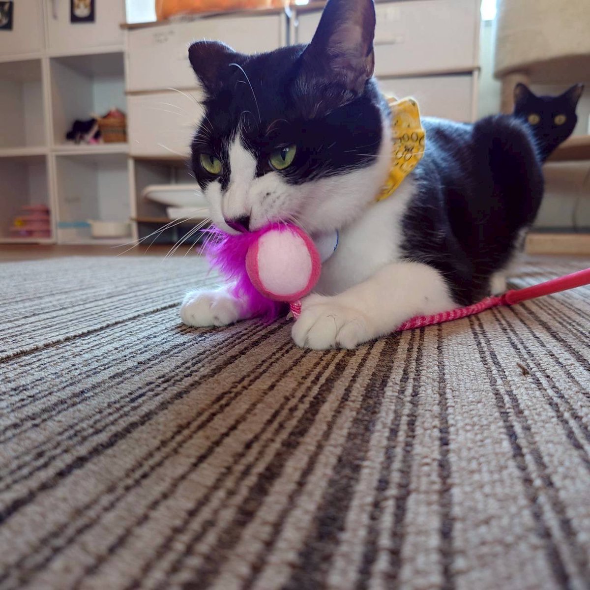 catcafesakura2's tweet photo. どれで遊ぼうかなぁ♪
これにしよう！

 #むっしゅ🌸

 #保護猫カフェさくら2号店 #里親募集中 #埼玉 #越谷 #エイズキャリア https://t.co/cdEAi9ozKK