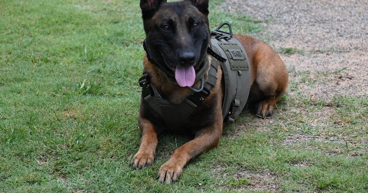 wsbtv's tweet photo. K-9s in metro Atlanta police force receive protective vests thanks to donations https://t.co/jWLn3Pdnkp https://t.co/srYtO1mj0I