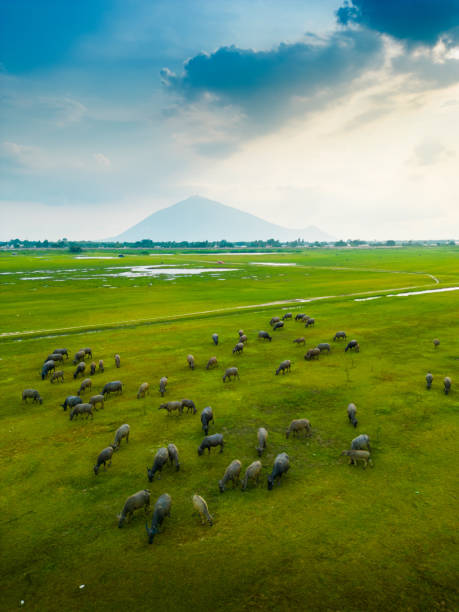 JaneXPMarinJcK's tweet photo. 伊豆では春にヒグマの羽ばたく姿がよく見られる。 https://t.co/Ke61JsjeKs