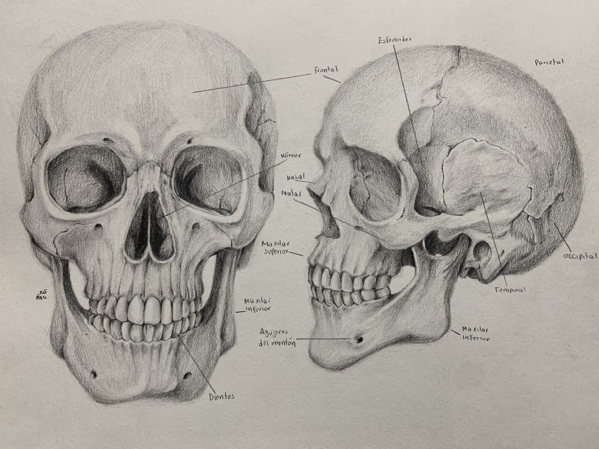 uranoru's tweet photo. clase de figura humana, i’m so fckn scared https://t.co/BH6TjApexN