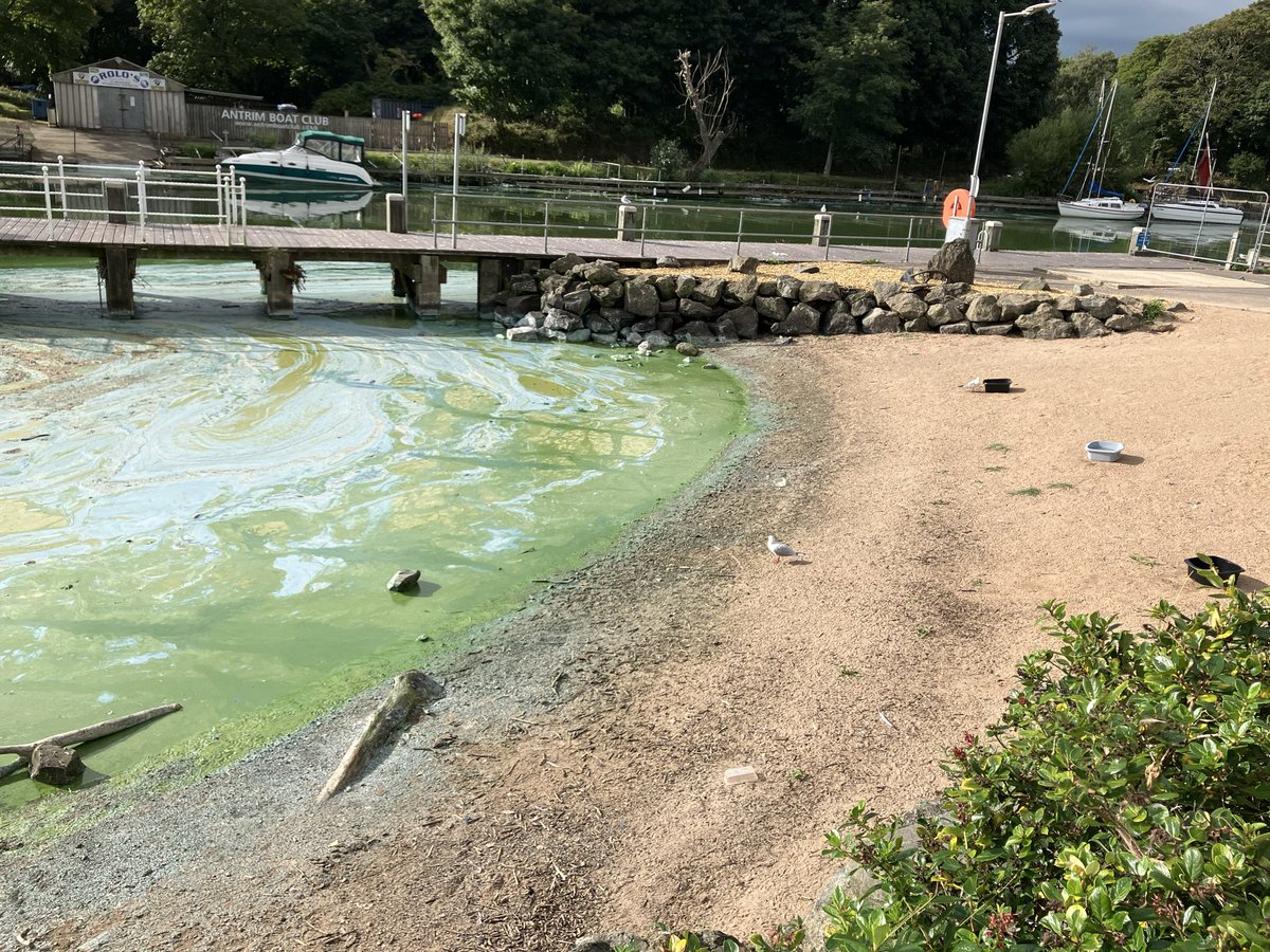 Lylehill66's tweet photo. @BelfastLive This is Antrim marina today. Covered with blue green algae. What needs to be done to sort this? https://t.co/ZzZS4GLbO6