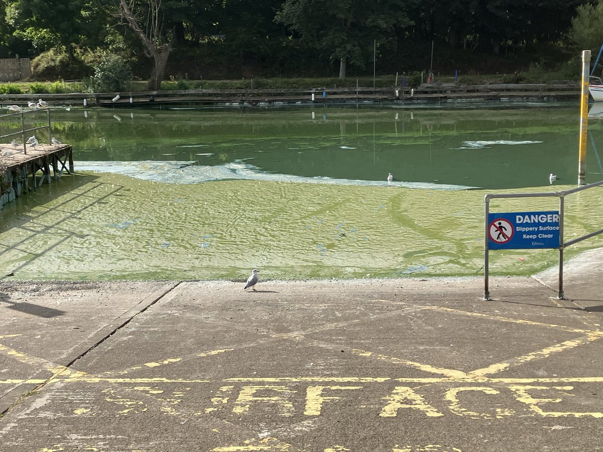 Lylehill66's tweet photo. @BelfastLive This is Antrim marina today. Covered with blue green algae. What needs to be done to sort this? https://t.co/ZzZS4GLbO6