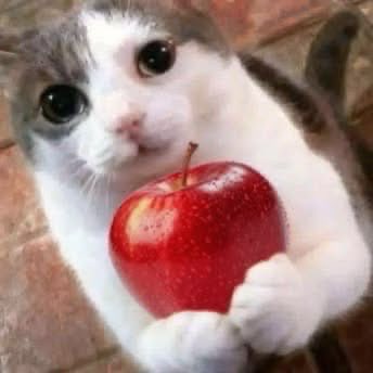 AutuPenn's tweet photo. @PhantomPaws0530 https://t.co/pu0Vpz9NNM