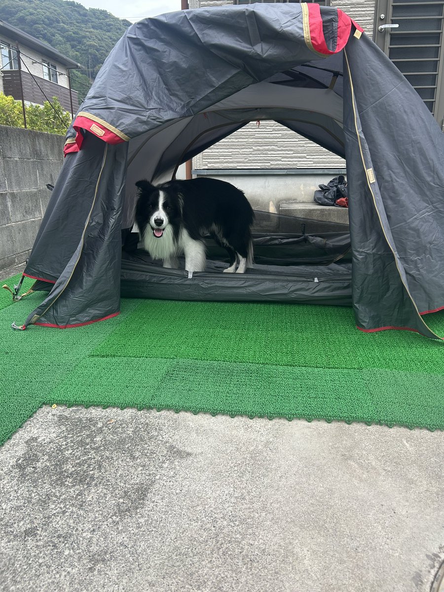 Rion_Border's tweet photo. おはりお〜ん☀️

テントを干していたら急に入ってきました笑

🐶僕もキャンプ行く！

#ボーダーコリー  #ボダコ #ボーダーコリー好き #犬との暮らし https://t.co/yNUcKS9QvB