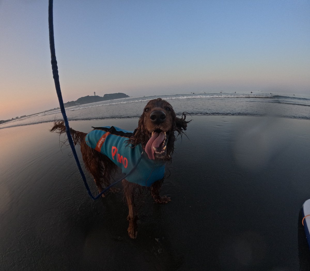 Surfing_Dog's tweet photo. 2026.8.24
ハッピー海遊び♪
#goprodog #hero13black
#goprojp
#goproのある生活
#wavestorm #stormblade
#bambina #アイリッシュセター #irishsetter
#サーフドッグ #サーフィン犬
#サーファー犬 #ドッグサーフィン
#波乗り犬 https://t.co/wJvCNncjFe