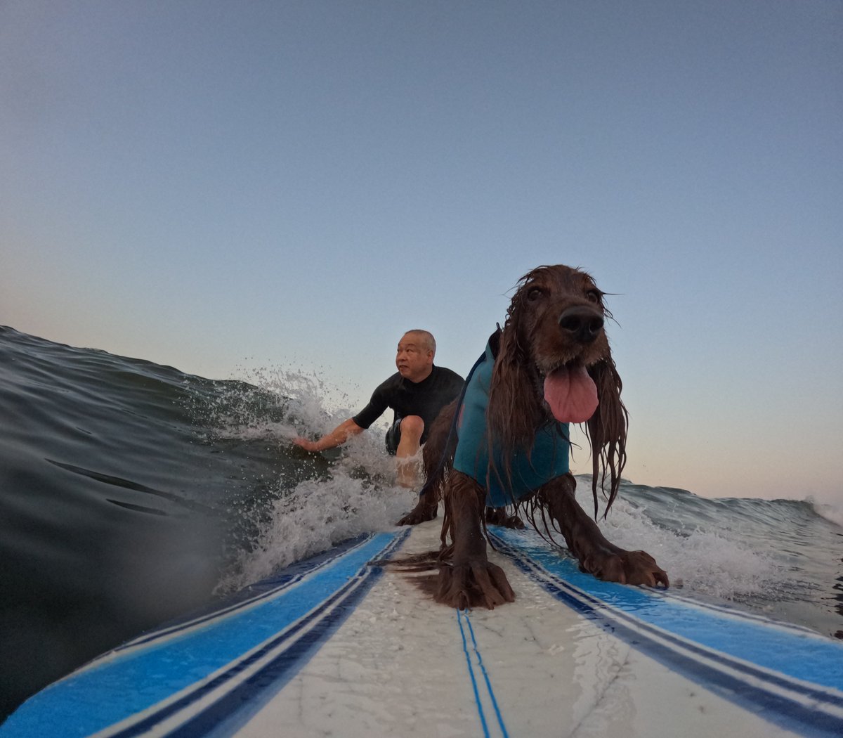 Surfing_Dog's tweet photo. 2026.8.24
ハッピータンデムサーフィン♪
#goprodog #hero13black
#goprojp
#goproのある生活
#wavestorm #stormblade
#bambina #アイリッシュセター #irishsetter
#サーフドッグ #サーフィン犬
#サーファー犬 #ドッグサーフィン
#波乗り犬 https://t.co/0Tr0ErtZ9R