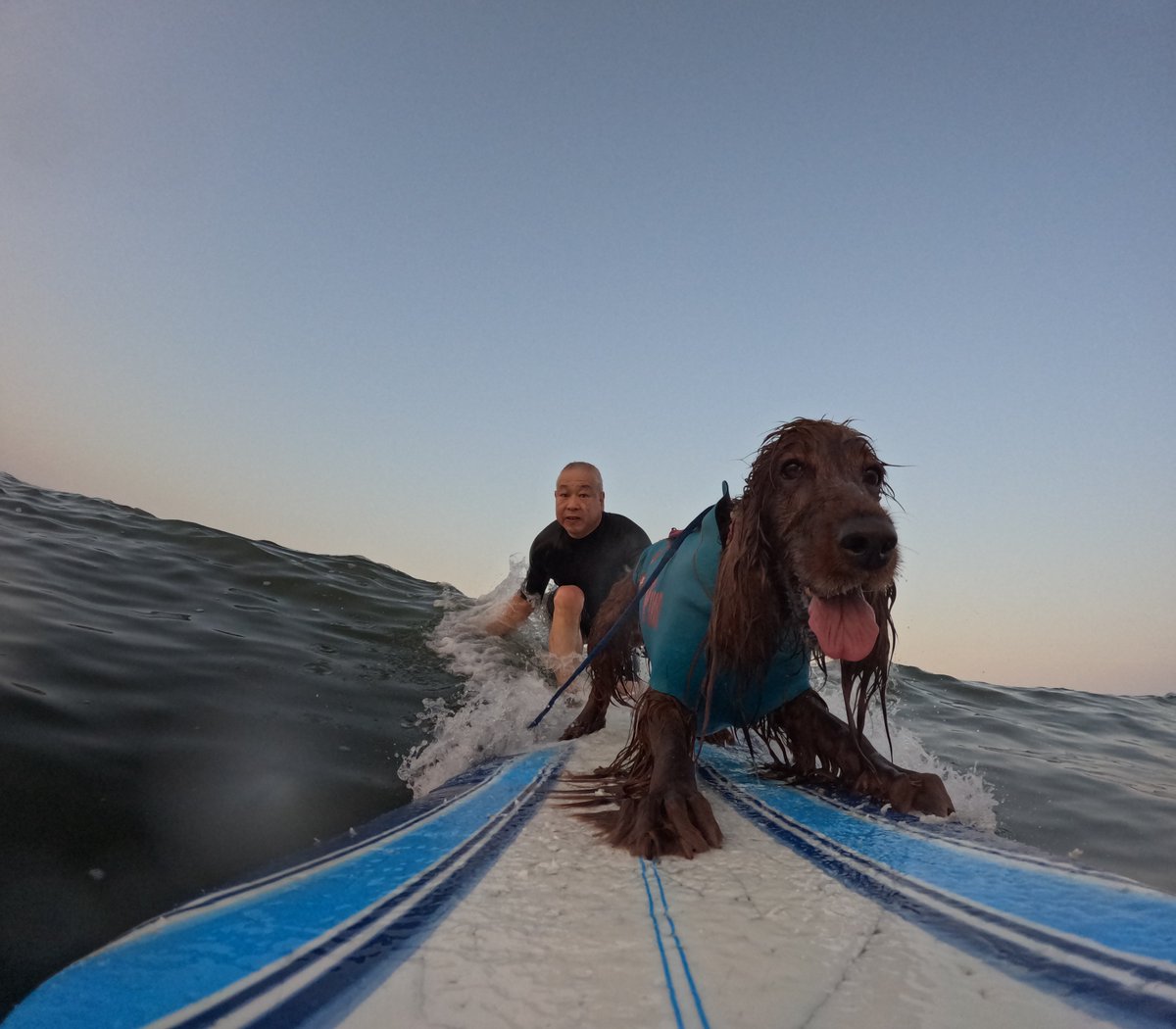 Surfing_Dog's tweet photo. 2026.8.24
ハッピータンデムサーフィン♪
#goprodog #hero13black
#goprojp
#goproのある生活
#wavestorm #stormblade
#bambina #アイリッシュセター #irishsetter
#サーフドッグ #サーフィン犬
#サーファー犬 #ドッグサーフィン
#波乗り犬 https://t.co/0Tr0ErtZ9R