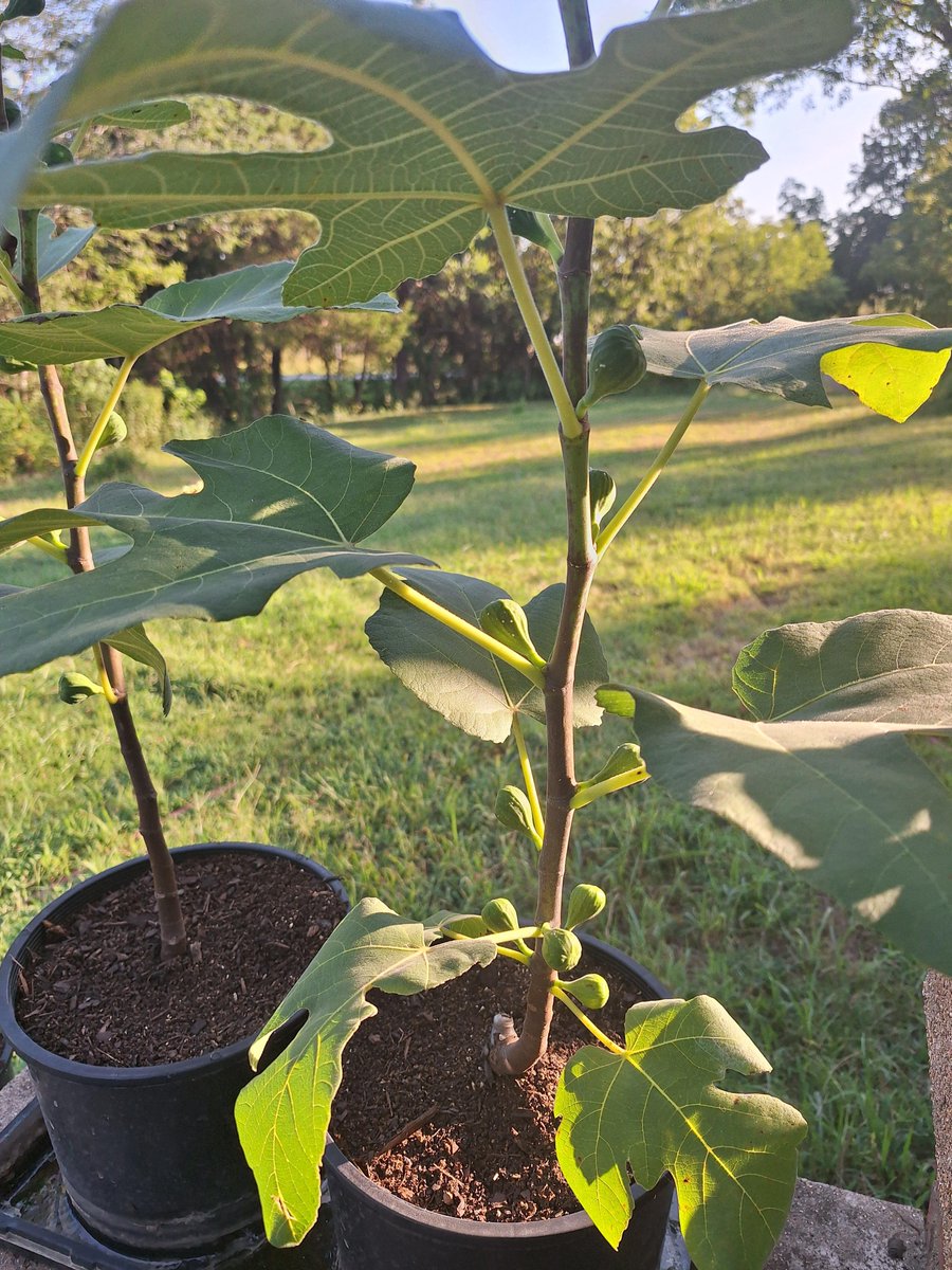Ozark_Joe's tweet photo. The Arkansas community adopted and transplanted a very large unwanted fig tree, last winter.  Along with the dormant stump came many smaller branches, which had been pruned off the canopy.  I sectioned a couple branches into 3-4" cuttings and did my best to root them during the winter.  I ended up with 18 new fig tree clones, 3-4' tall, some of which are already attempting to bear fruit this season.