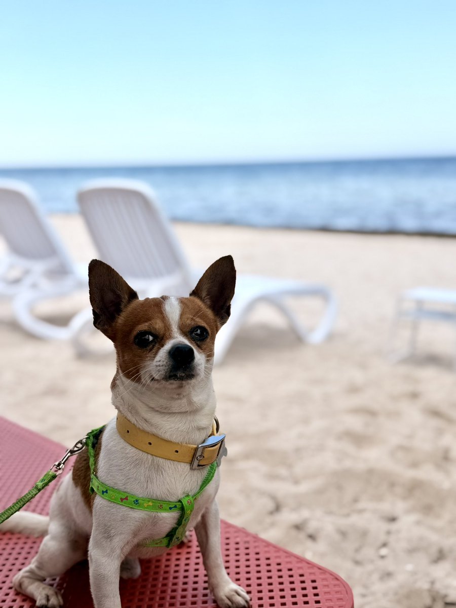 elengl_'s tweet photo. Bruno conoció el mar 🙈💜 https://t.co/j4sycZecXp