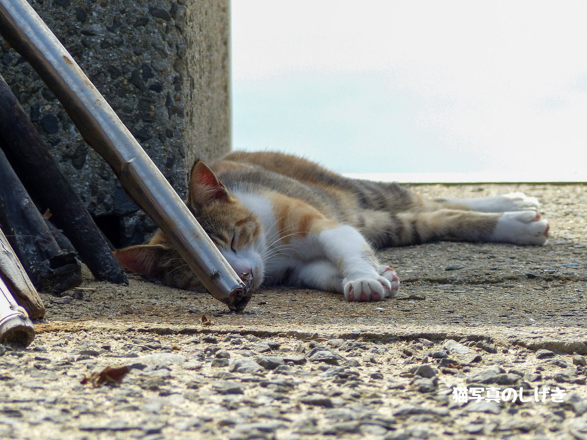 shigeki_cat's tweet photo. 暑い🐱💦
.
#暑いねー🥵
#猫 #cat #ねこ https://t.co/FPpryZWXWV