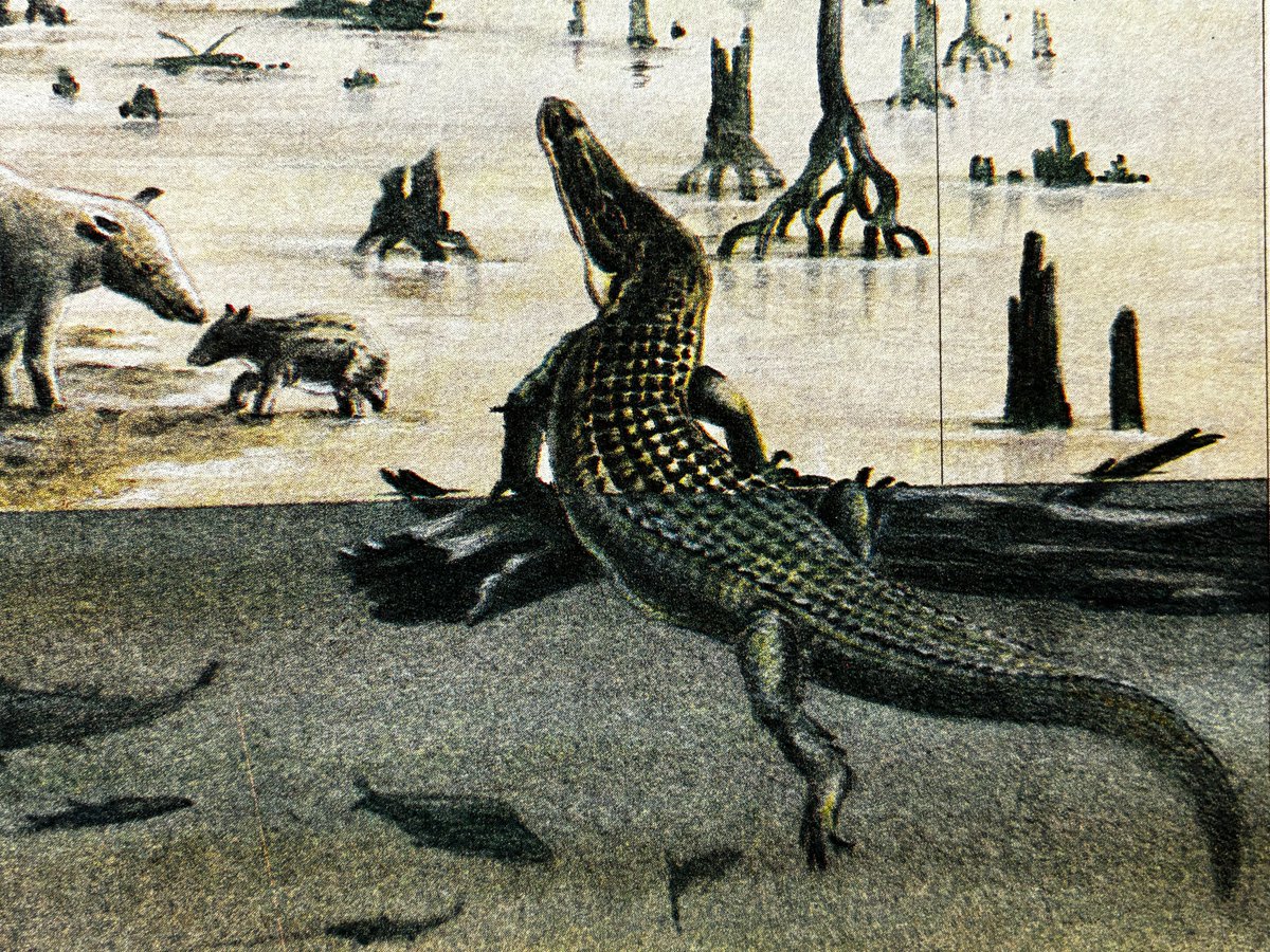 cmkosemen's tweet photo. Macro shots from vintage encyclopaedias... These images live on in the deepest substrata of our minds. We've all seen them, we remember them, but not where we saw them. What do you call this phenomenon? Liminal palaeoart? https://t.co/k72oVXI8Yf