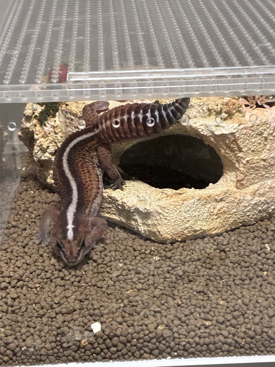 nesuko_0920's tweet photo. 24日はニシアフの日🦎🤍🤎🧡
そして明日は給料日💰🤣 https://t.co/iyP9oHnpuV