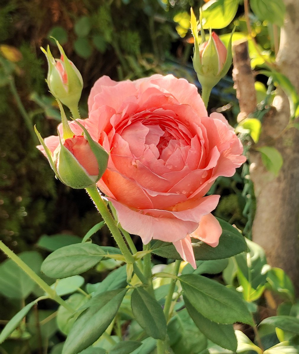 rosiemiro's tweet photo. おはようございます🐔☀
昨日ゲリラ雷雨がありましたがアン・ソフィー・ピック🌹綺麗に咲きました🥰✨💕

シェードかけてないのですがヤマボウシのおかげで今のところ大丈夫✨
お花🌹楽しめて幸せです💕😆💕
#アン・ソフィー・ピック🌹 https://t.co/Cex76J8hXw