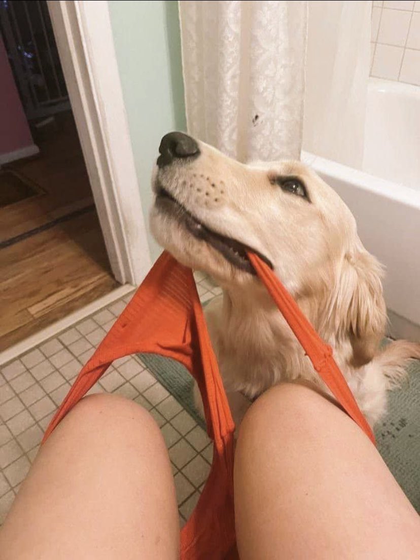 Artofzooxpage's tweet photo. Your fave Tab** content seller all content access available 

🖇️⬇️

https://t.co/O7MirFhKXD

#dogs #usa #k9 #zoo https://t.co/iYj6Yat2Dj