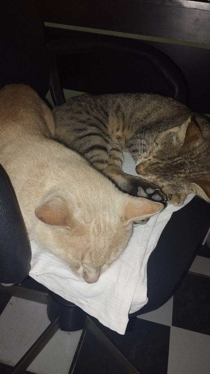 batfamly's tweet photo. q lindo eles dormindo juntos sem se matar 🥰 https://t.co/zHrUhlObSq