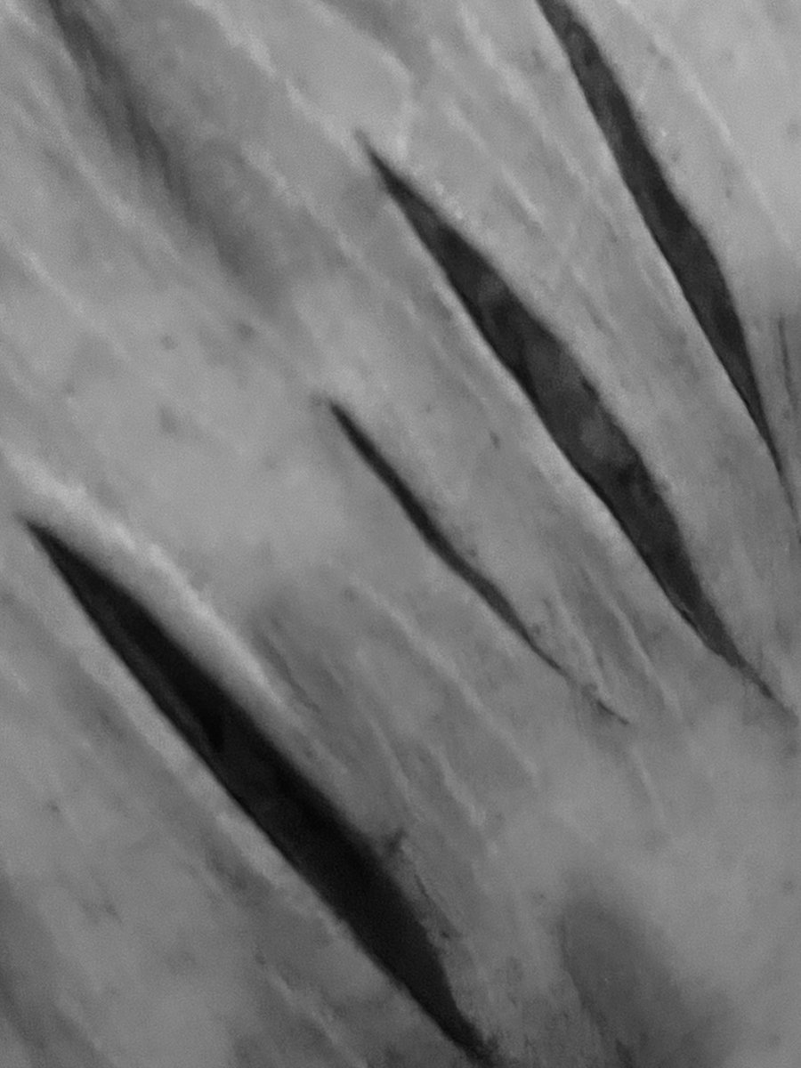 onceaheavyheart's tweet photo. ⚠️ALL FAKE: SFX ⚠️ FAKE cuts!!! I made these today!! Only a couple because I already have so many other open ones!! They kind of look like I was born a zebra!!(reupload for more views)

#shedtwt #shtwt #edtwt #blood #988twt https://t.co/oCIDIPext3