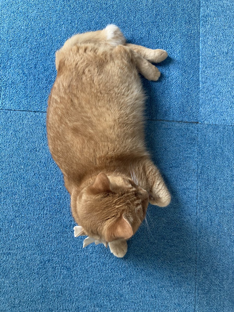 hizuru's tweet photo. おはようございます。今朝の猫。 https://t.co/x7fWh8kIg9
