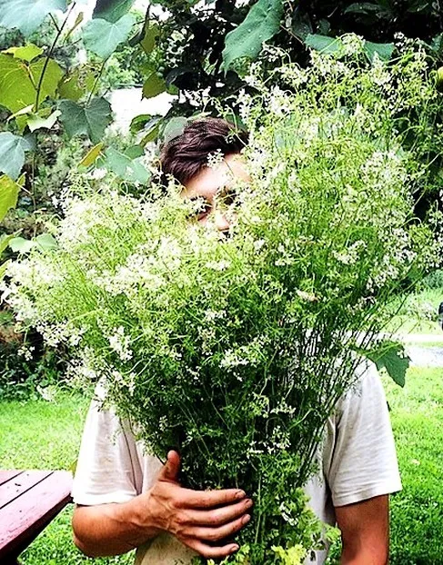 SalzAlan's tweet photo. Yay! We grew this...fresh parsley!
Our little garden is doing fine!
#Parsley #FromOurGarden #ForCooking https://t.co/MI8iPdKOjz
