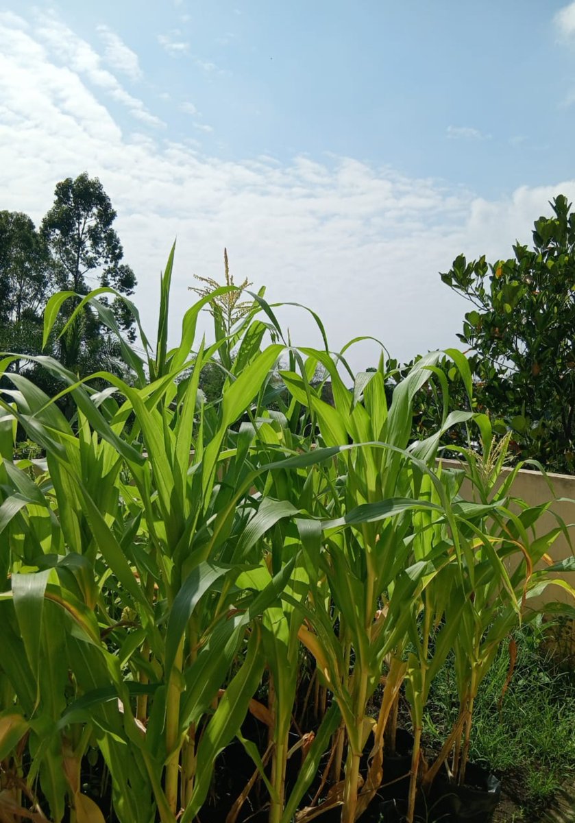 KertasRubrik's tweet photo. 24.8.2026
PENSION DAY with Gardening🌿🏠BATU-Malang,East JAVA🏝,
Indonesia🇮🇩 @Krayon_warnaku

•Ibu/Mother Pensiunan Guru/Teacher
(aktif mengajar 40 tahun)- PNS/Civil Servant di SDN 7 Pemecutan Dps,
BALI🏖🇮🇩
•Bapak/Father Pensiunan 
Dinas Perhubungan Tangtu,Sanur🏖,
Prov.BALI🇮🇩 https://t.co/UtYqYpeCv8