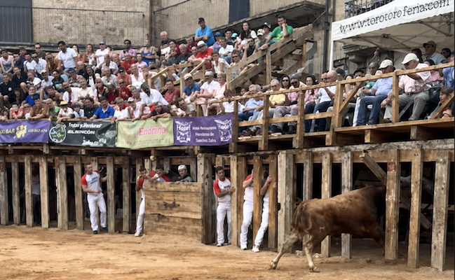 eldiadezamora's tweet photo. NOTICIAS I Dos mujeres heridas al intentar escapar de un toro en la plaza de Fermoselle #fermoselle #fiestas #toro https://t.co/0Z7Ol5uxXi https://t.co/LlFu2YBS2O