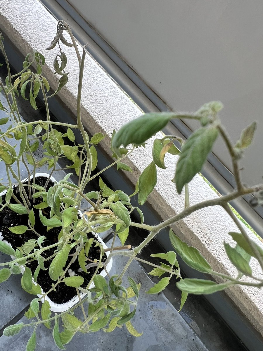 HiMaKenGame's tweet photo. 植え始めて79日後。
枝豆全部とって9日目。

相変わらずトマト元気ない🍅がんばれ〜 https://t.co/ByQY7SUnlj