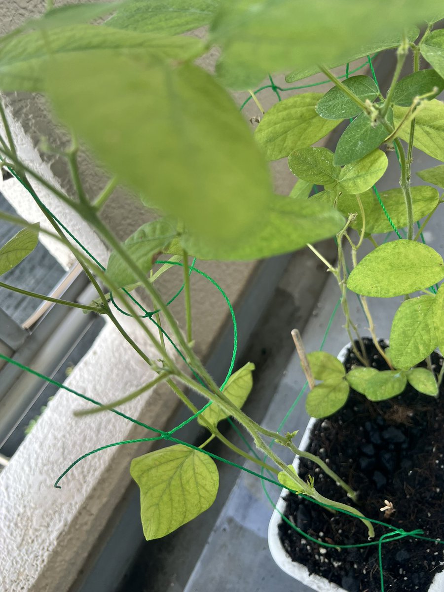 HiMaKenGame's tweet photo. 植え始めて79日後。
枝豆全部とって9日目。

相変わらずトマト元気ない🍅がんばれ〜 https://t.co/ByQY7SUnlj