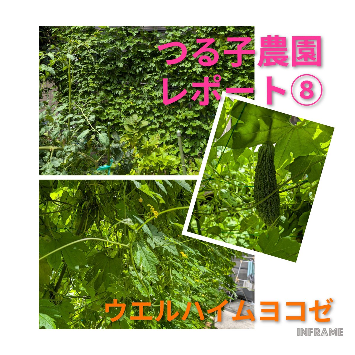 syokusenkai's tweet photo. つる子農園レポート⑧　今回はグリーンカーテンのご紹介です。ウエルハイム中庭からデイ〜特養2階リビングの日差し避けとして活躍中です♫カーテン内側にはゴーヤがたわわに実っております。まだまだ残暑厳しいですので、皆様もご自愛下さい😊
#ウエルハイムヨコゼ #横瀬町 #秩父 #家庭菜園 #特養 https://t.co/wlC4F0h32J