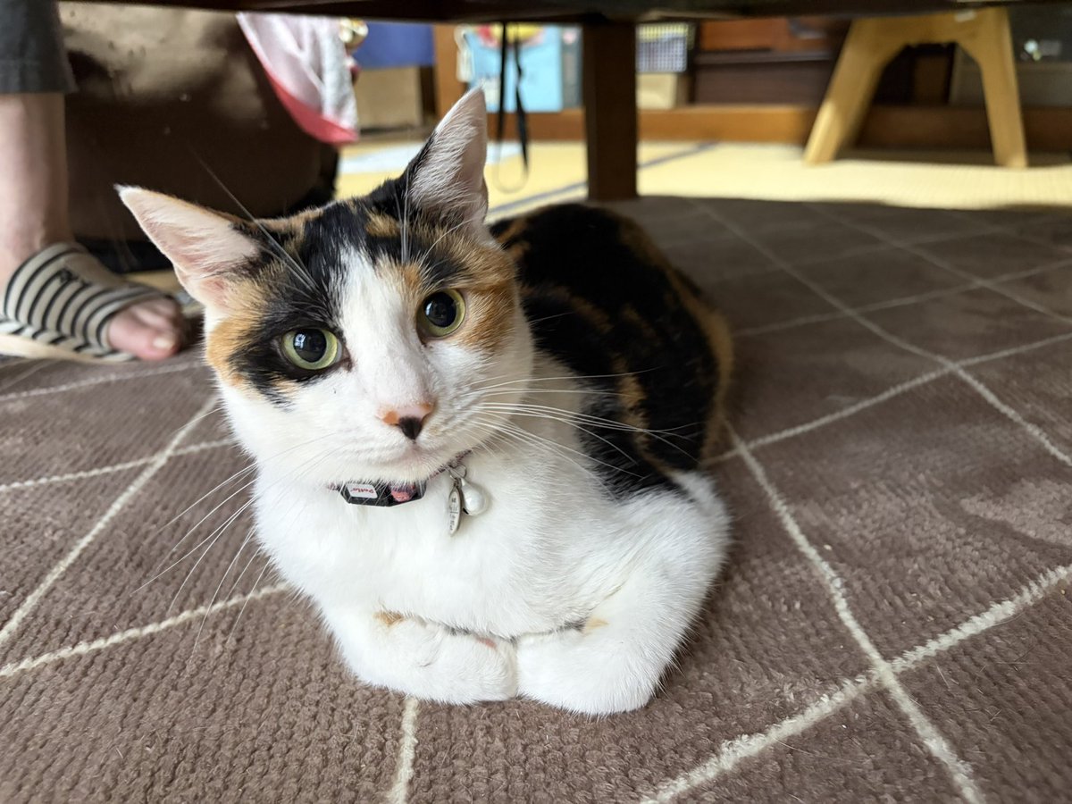 orufisu's tweet photo. 本日の美女猫様とワンコ。テーブルの下で寛ぐ美女猫様。この後逃げてしまいました…そして、お薬混ぜたチュールの後でハンバーグ貰って満足そうなワンコ。その食べっぷりに作った甲斐があったとニンゲンホッとしてる。 https://t.co/2REU5Q9Ntn