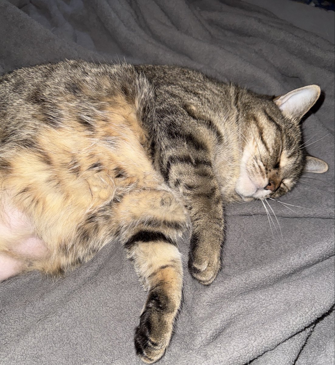dannysospicy's tweet photo. You would never guess how allergic I am to cats with this being what I wake up to every day 😅 https://t.co/sy8imDc9Ds