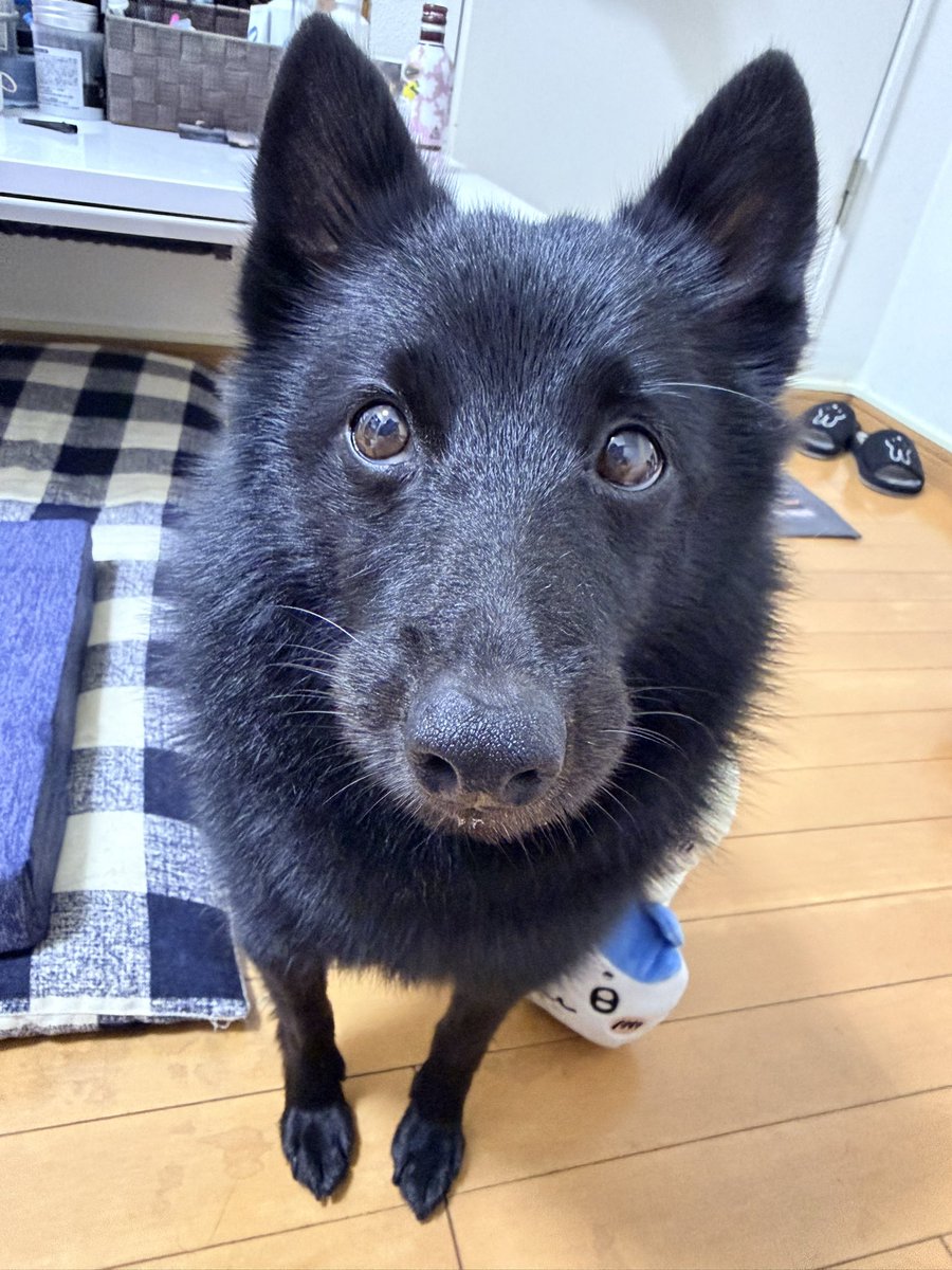 gomame0210's tweet photo. ごまめの記事がXにポストされてました！
今週も宜しくお願いします🦭💕
#スキッパーキ https://t.co/Me7PWUQFLk