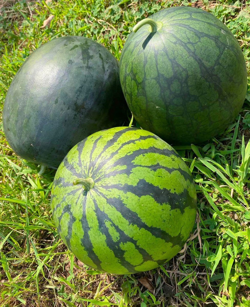missa_71's tweet photo. スイカ食べ放題の夏🍉💛❤️
冷蔵庫パンパン😂 https://t.co/OlwcAMFgNM