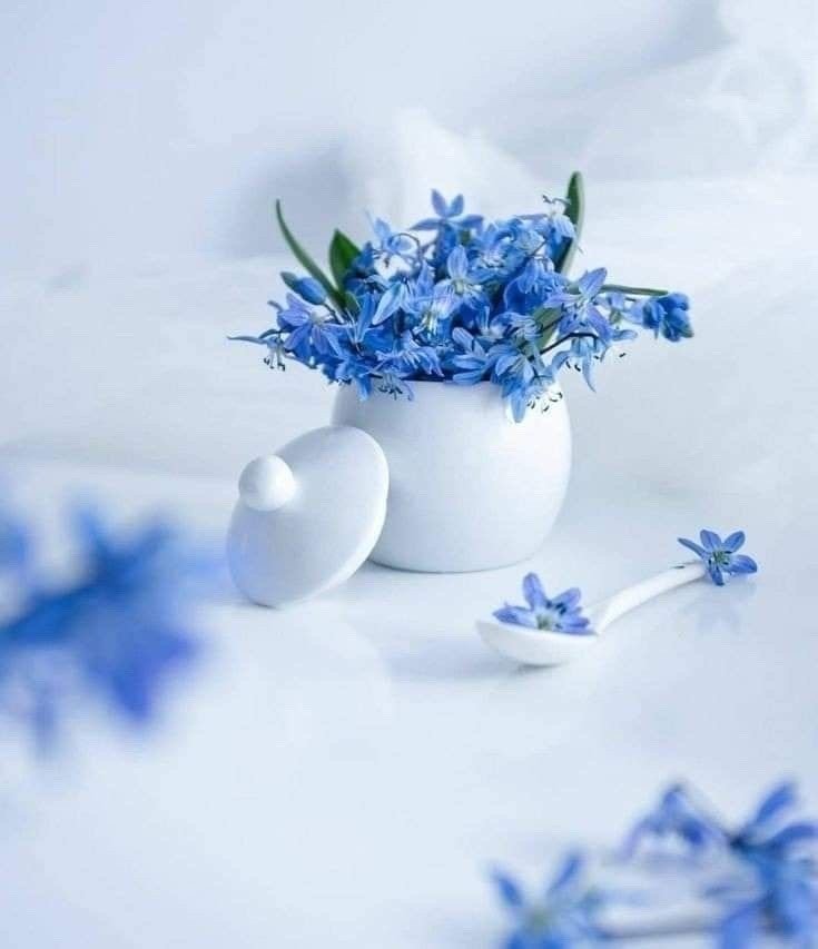 Hanine6888's tweet photo. @HaninSalwa3 الله يسعدك حبيبتي ويديم الأليفة والمحبة  وينولك النصيب الاكبر من الدعوات ويجعل ايامك جميلة مزينة بالفرحة 🌸🌿 https://t.co/5lyY561F0N